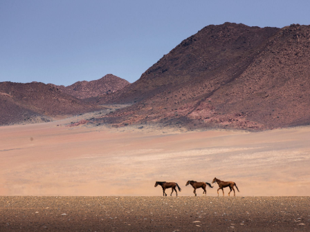 Namibia Horse Safari